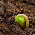 El Gobierno impulsa el conocimiento sobre agricultura de carbono con la Asociación Española de Agricultura de Conservación Suelos Vivos