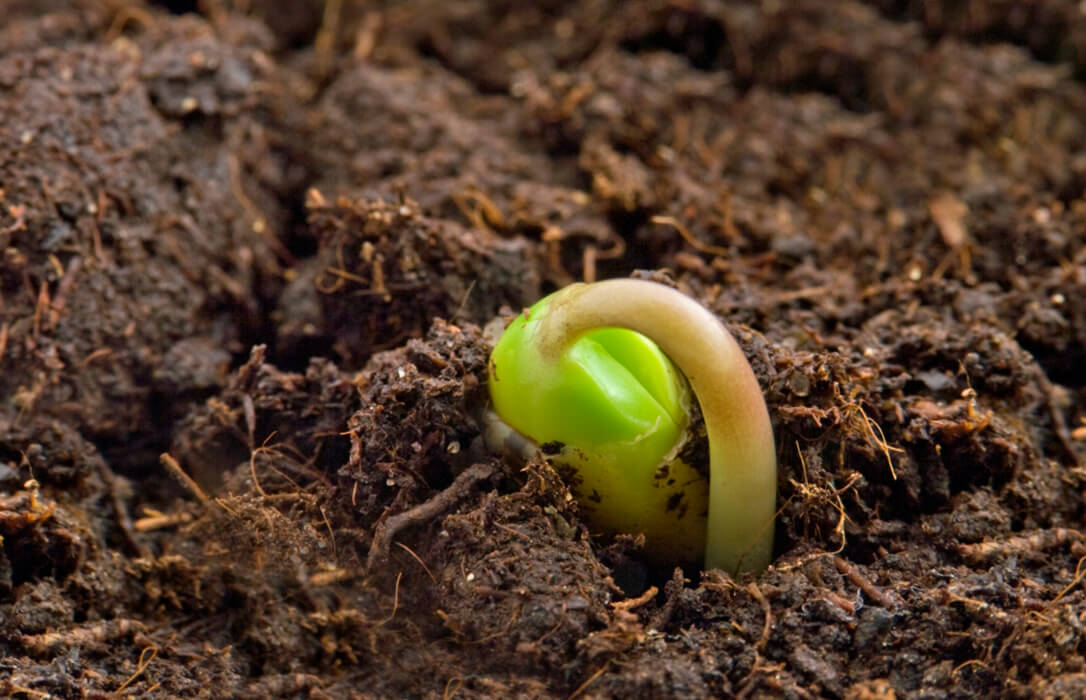El Gobierno impulsa el conocimiento sobre agricultura de carbono con la Asociación Española de Agricultura de Conservación Suelos Vivos