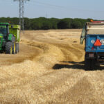 Agricultura defensiva, única opción para el cereal