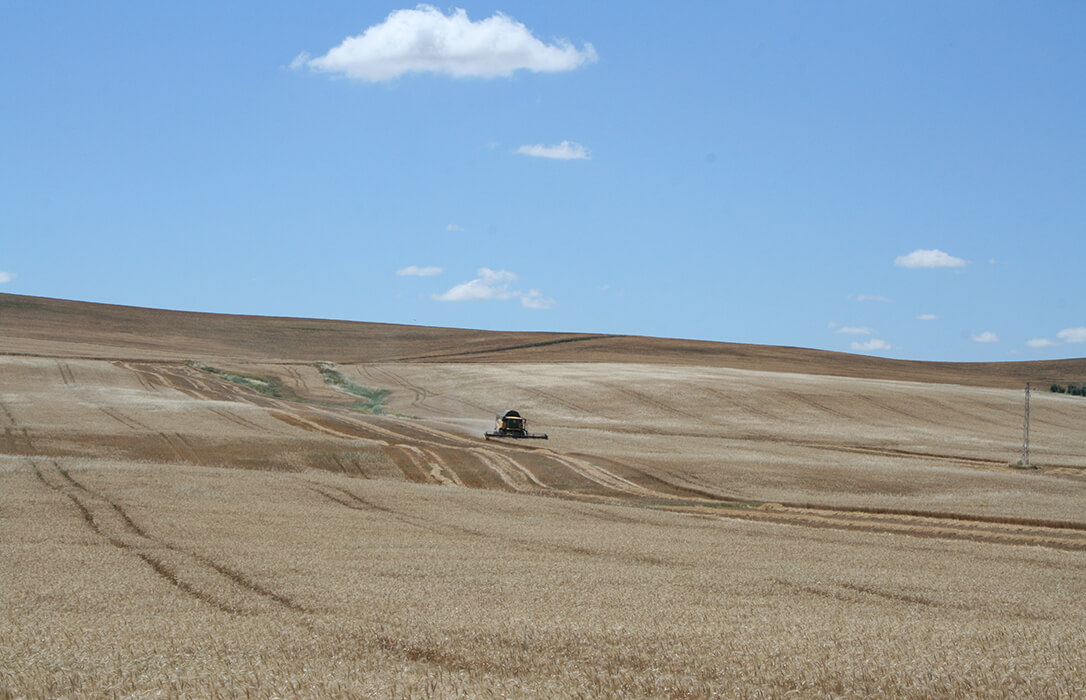 El sector sigue exigiendo al Gobierno y a la UE la activación urgente de mecanismos de compensación ante la crítica situación del la campaña del cereal