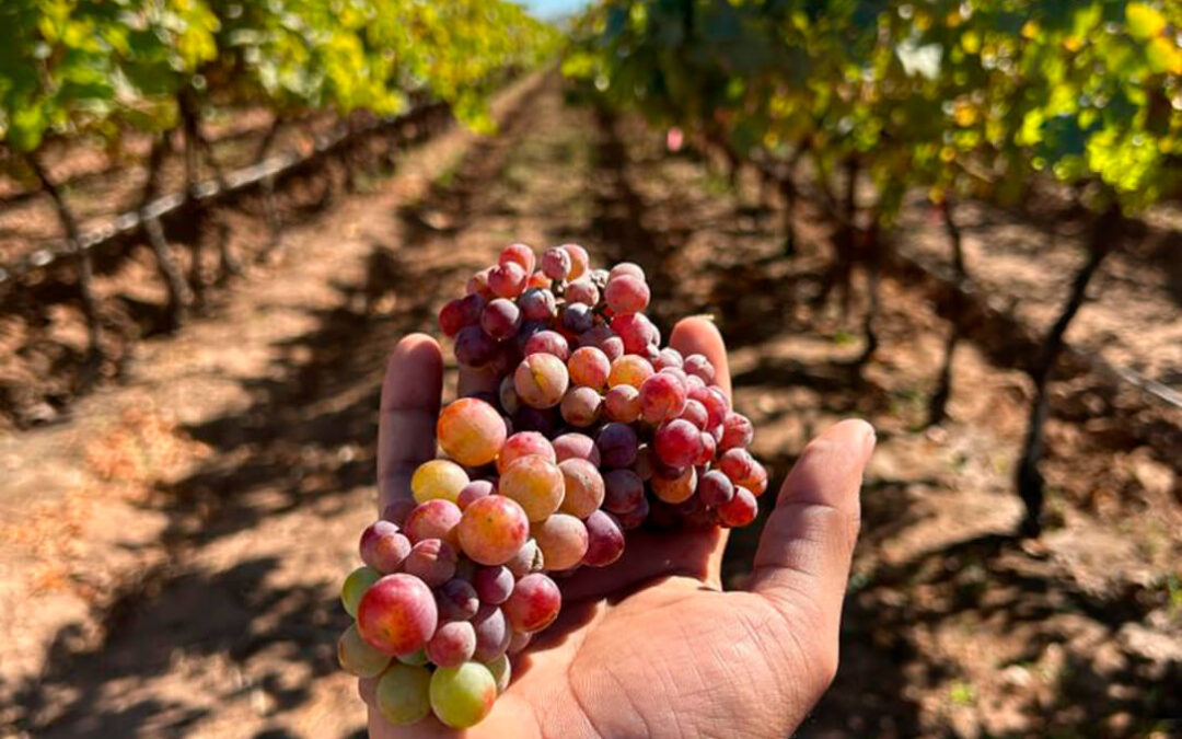 División en la aprobación del presupuesto de la DOCa Rioja: los defienden para reducir la aportación de los viticultores en 2026