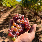 División en la aprobación del presupuesto de la DOCa Rioja: los defienden para reducir la aportación de los viticultores en 2026