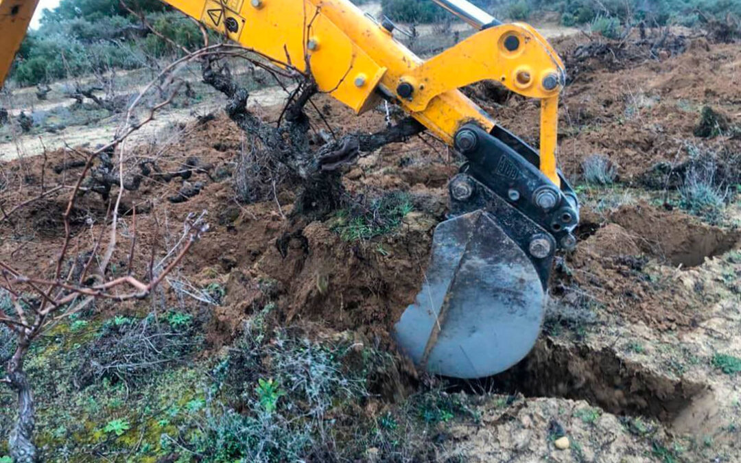 Reclaman al Ministerio de Agricultura que se implique en la medida de arranque voluntario de viñedo utilizando fondos europeos
