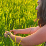 Una agricultora española demuestra que el arroz ecológico sin herbicidas puede ser realmente viable con un método de control mecánico de malas hierbas