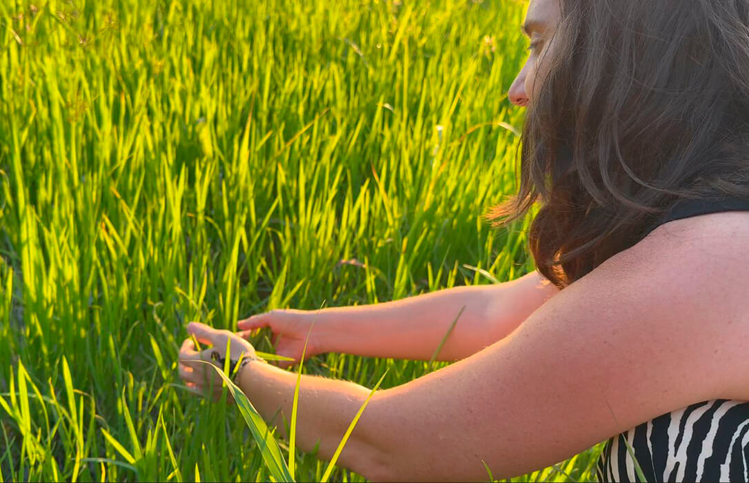 Una agricultora española demuestra que el arroz ecológico sin herbicidas puede ser realmente viable con un método de control mecánico de malas hierbas