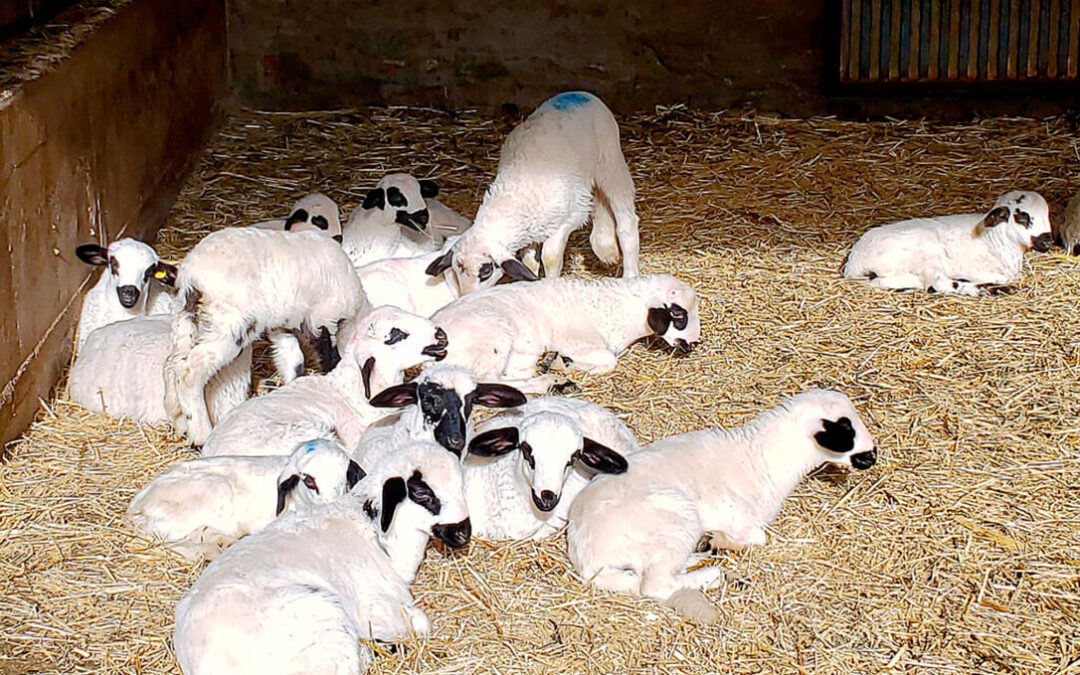 Se adelanta la caída: El precio de las operaciones de lechazos ha bajado ya 0,40 cts/kg antes de acabar las fiestas navideñas