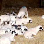 Se adelanta la caída: El precio de las operaciones de lechazos ha bajado ya 0,40 cts/kg antes de acabar las fiestas navideñas