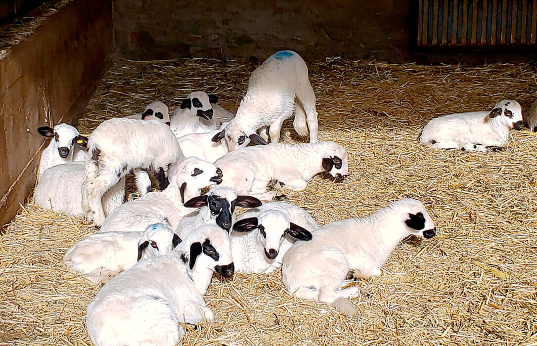 Se adelanta la caída: El precio de las operaciones de lechazos ha bajado ya 0,40 cts/kg antes de acabar las fiestas navideñas