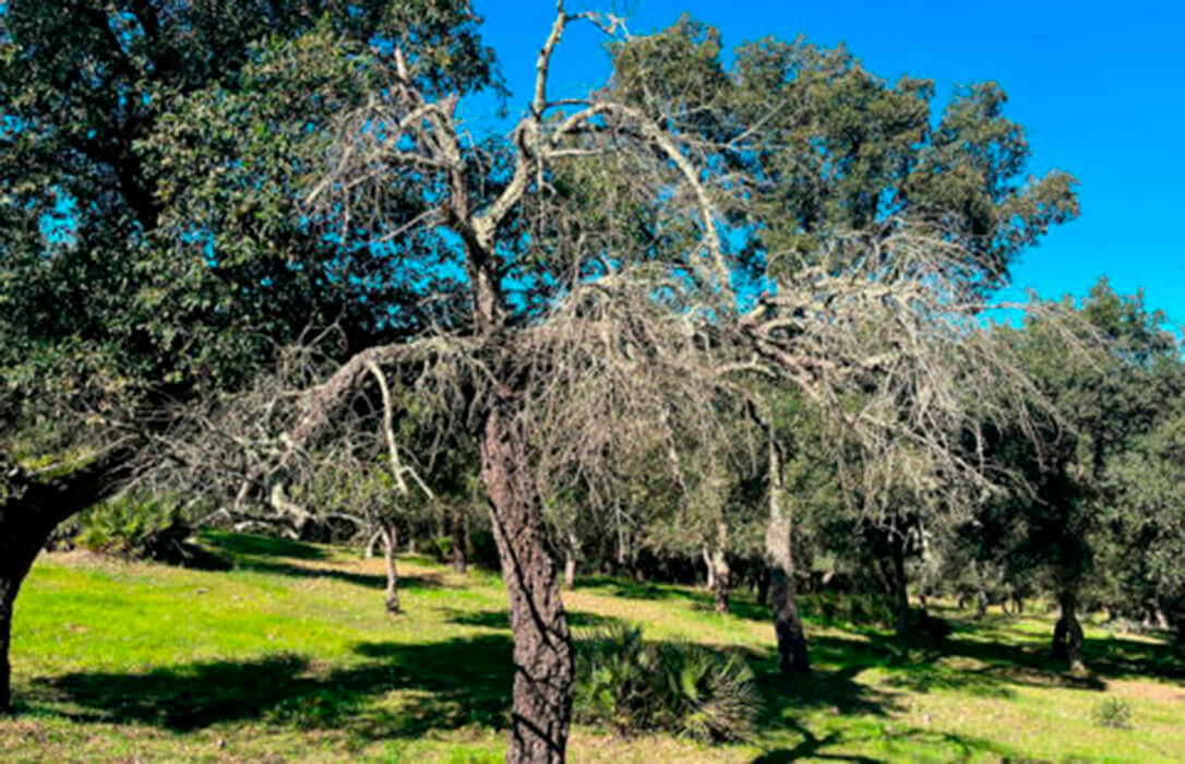 Un nuevo estudio desentraña la biodiversidad microbiana en el suelo de la dehesa y el papel que juega el agua en ‘la seca’