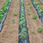 Encuesta europea BIOservicES: los agricultores reclaman políticas más claras y un apoyo real para la protección del suelo