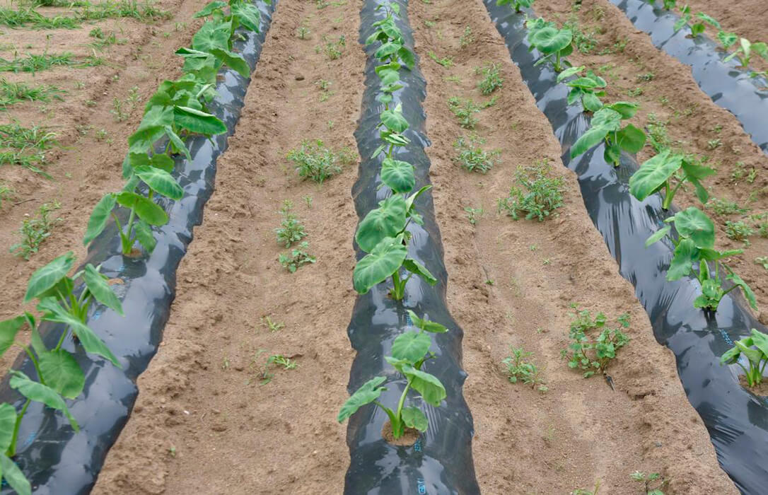 Encuesta europea BIOservicES: los agricultores reclaman políticas más claras y un apoyo real para la protección del suelo