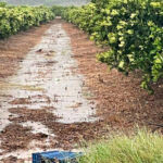 La cara buena de la borrasca Emilia: lluvias clave para salir de la sequía, con daños puntuales por exceso de agua y pedrisco