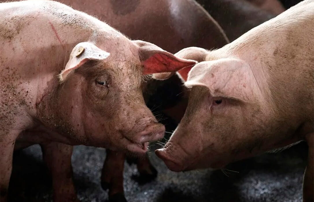Tercera caída del precio del cerdo en Mercolleida desde el foco de peste porcina mientras llegan los primeros despidos en el sector