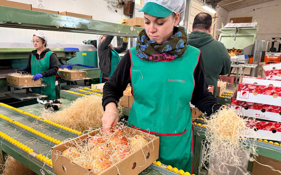 Lejos de casa, cerca del hogar: Las cajas de granadas de Elche viajan a una docena de países y más de 20 provincias españolas por Navidad