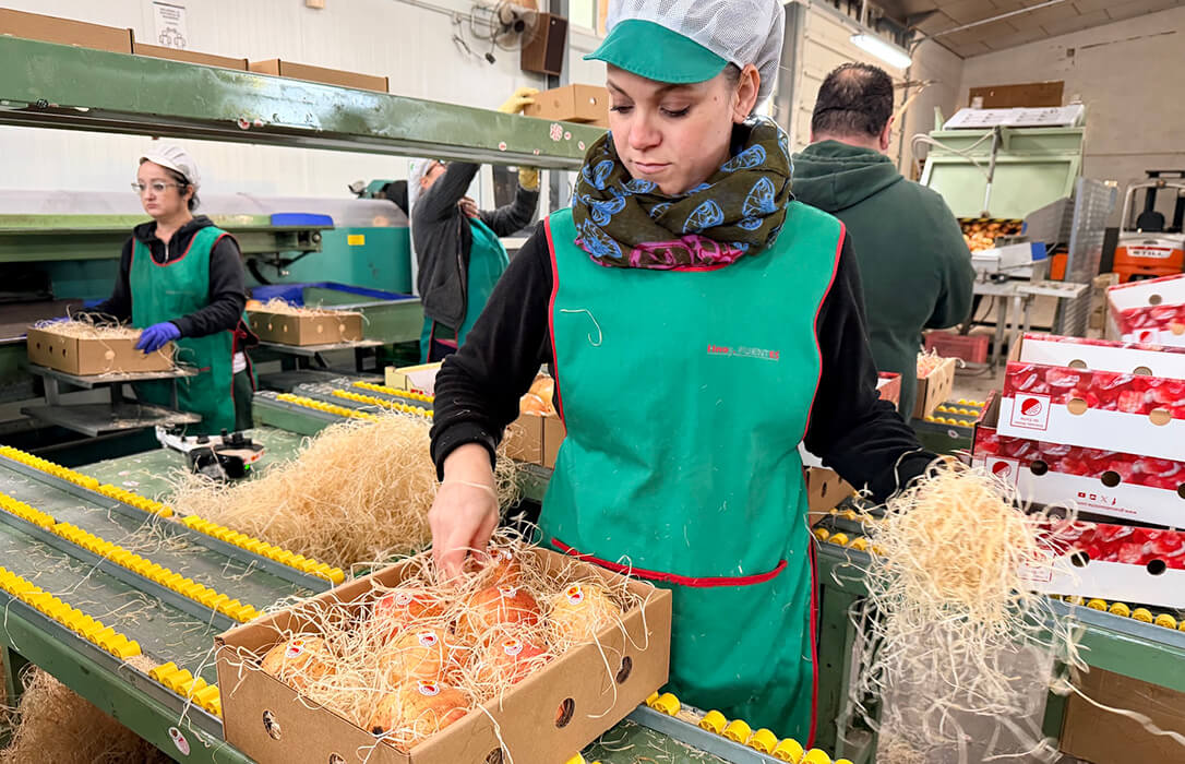 Lejos de casa, cerca del hogar: Las cajas de granadas de Elche viajan a una docena de países y más de 20 provincias españolas por Navidad