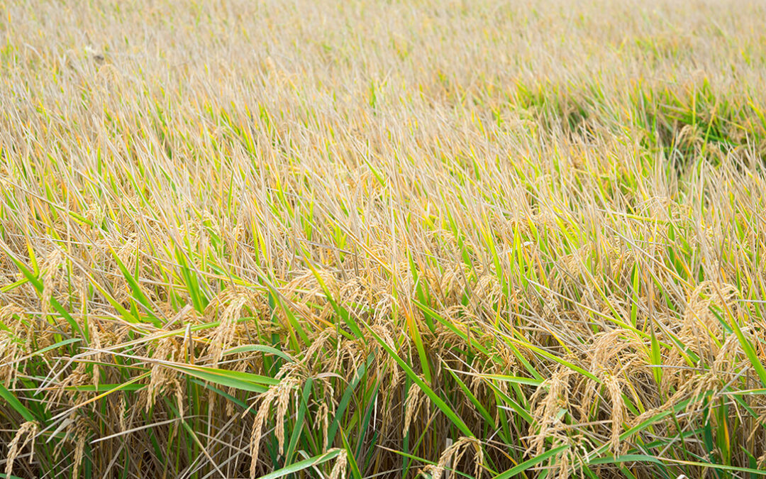Finaliza la campaña de arroz en Sevilla superando las 110.000 toneladas y liderando la producción en España con el 40% del volumen nacional