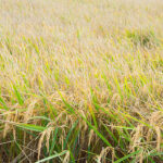 Finaliza la campaña de arroz en Sevilla superando las 110.000 toneladas y liderando la producción en España con el 40% del volumen nacional