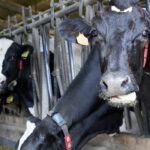 Cantabria se suma a otras CCAA colindantes y extiende las medidas preventivas de la dermatosis nodular al menos hasta febrero