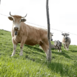 Cantabria no quiere quedarse fuera de la vacunación de la dermatosis y pide al Gobierno que amplíe el plan inicial