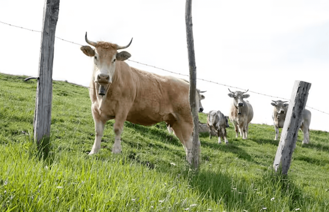Cantabria no quiere quedarse fuera de la vacunación de la dermatosis y pide al Gobierno que amplíe el plan inicial