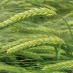 La cebada sigue perdiendo precio y cae al nivel de exigir una producción de 5.400 kilos por hectárea sólo para poder cubrir costes