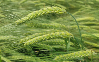 La cebada sigue perdiendo precio y cae al nivel de exigir una producción de 5.400 kilos por hectárea sólo para poder cubrir costes