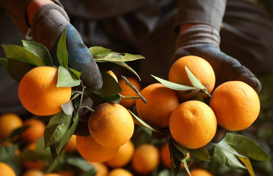 Andalucía ha producido 404.940 toneladas de cítricos ecológicos en la última campaña con unos precios por encima de campañas precedentes