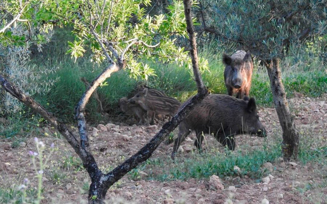 Aplauden las ayudas de la Generalitat Valenciana para el control y abatimiento del jabalí pero exigen medidas contundentes fuera de los cotos