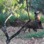 Aplauden las ayudas de la Generalitat Valenciana para el control y abatimiento del jabalí pero exigen medidas contundentes fuera de los cotos