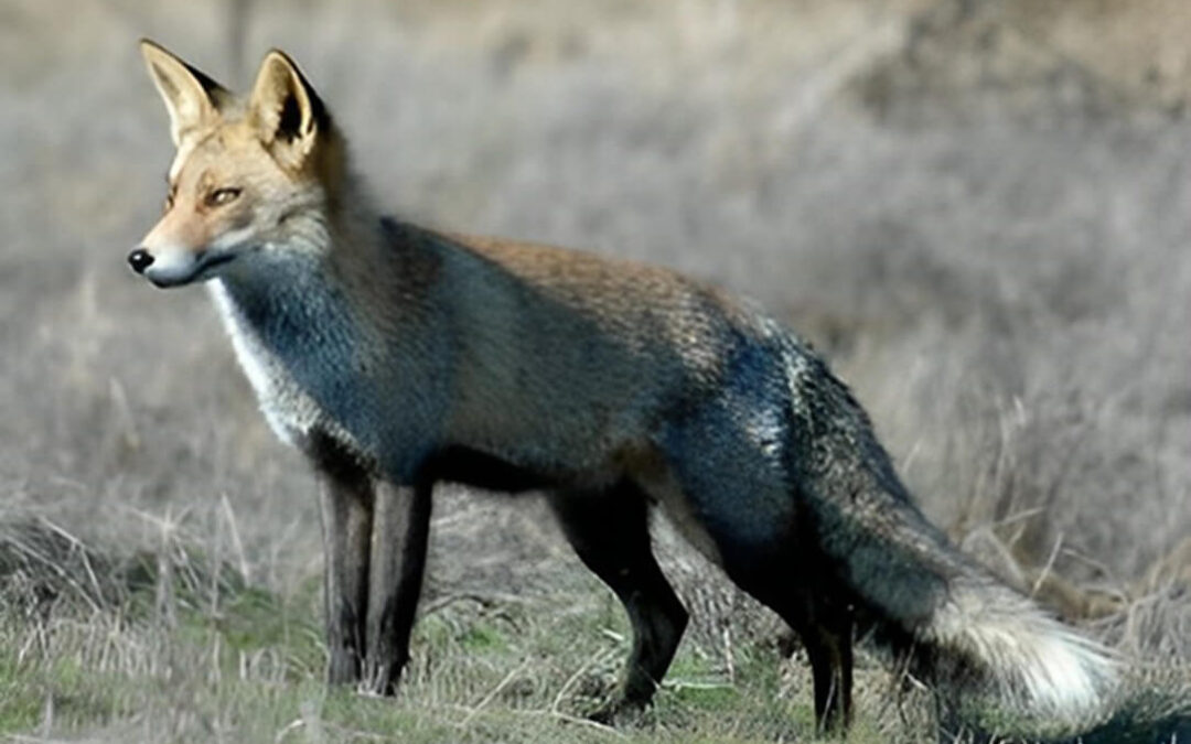 Celebran la publicación de la orden para controlar las especies predadoras en los cotos cinegéticos de Andalucía