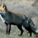 Celebran la publicación de la orden para controlar las especies predadoras en los cotos cinegéticos de Andalucía