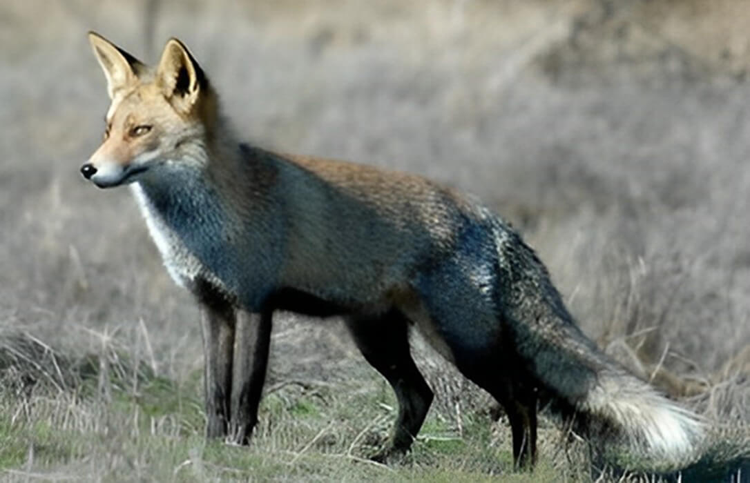 Celebran la publicación de la orden para controlar las especies predadoras en los cotos cinegéticos de Andalucía