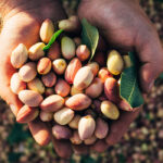 Estiman que la reciente cosecha de pistacho en España dobló a la de hace un año y se situó entre las 8.000 y 10.000 toneladas