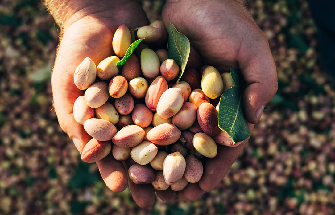 Estiman que la reciente cosecha de pistacho en España dobló a la de hace un año y se situó entre las 8.000 y 10.000 toneladas