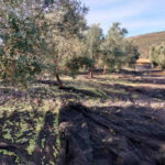 Vaticinan que finalmente habrá una cosecha oleícola un 30% menor de lo previsto con, de nuevo, precios en origen a la baja