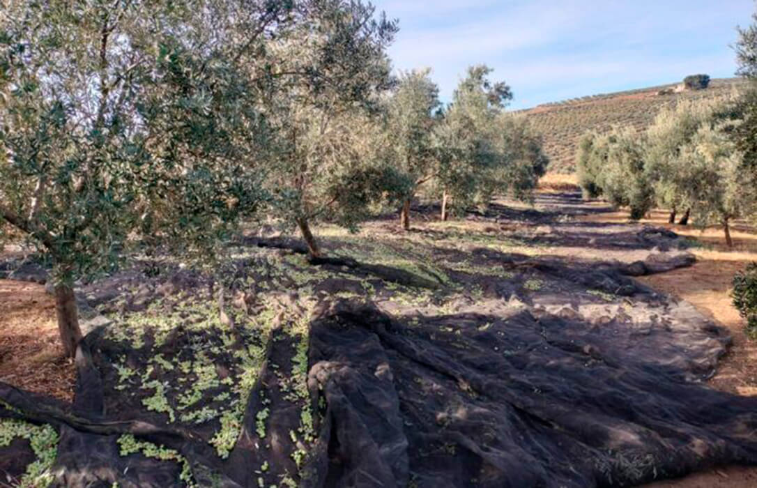 Vaticinan que finalmente habrá una cosecha oleícola un 30% menor de lo previsto con, de nuevo, precios en origen a la baja