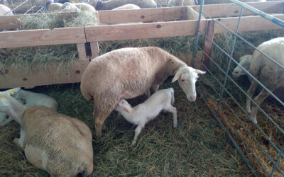 La Junta de CyL trabaja junto a otros cuatro países europeos para promover sistemas de cría de ganado ovino más eficientes y sostenibles