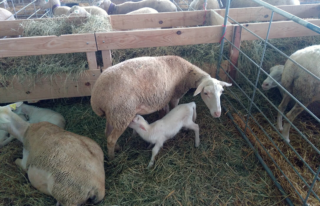 La Junta de CyL trabaja junto a otros cuatro países europeos para promover sistemas de cría de ganado ovino más eficientes y sostenibles