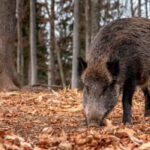 Cuando la sanidad animal empieza en el monte