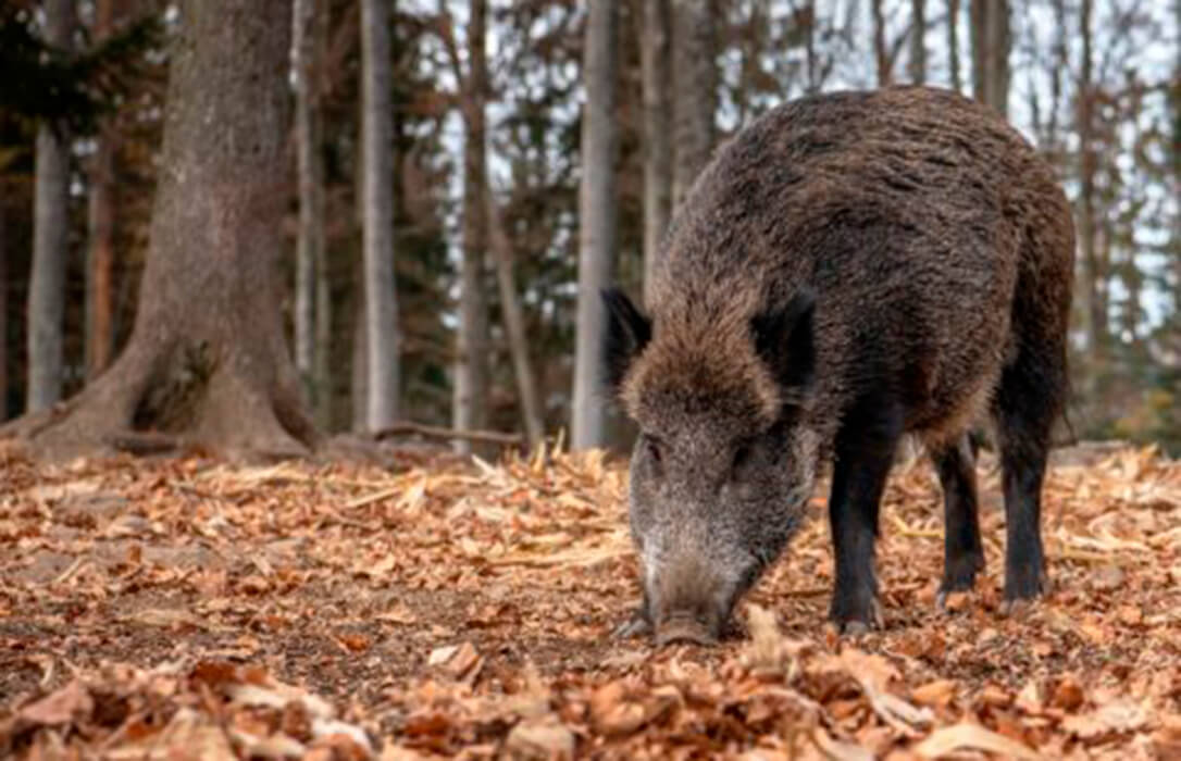 Cuando la sanidad animal empieza en el monte