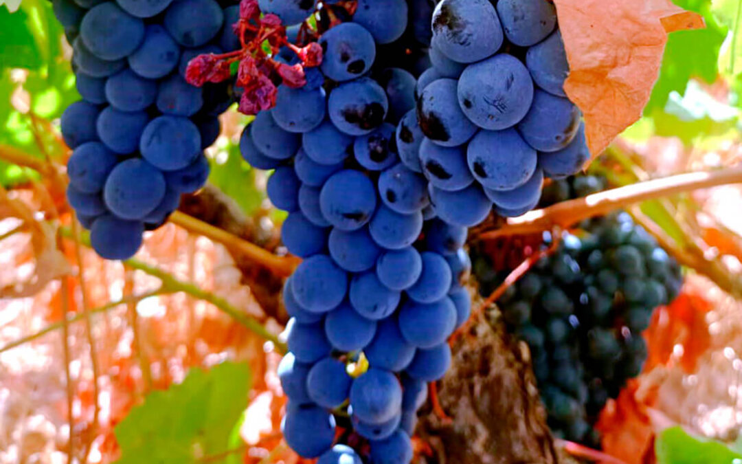 Los viticultores deben presentar la declaración de cosecha de uva no más tarde del 10 de diciembre a través del Registro de Viñedo Externo