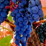 Los viticultores deben presentar la declaración de cosecha de uva no más tarde del 10 de diciembre a través del Registro de Viñedo Externo