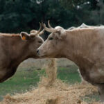 Crece el miedo a la expansión de la dermatosis por toda España porque se sigue «recibiendo de forma constante animales procedentes de Francia»