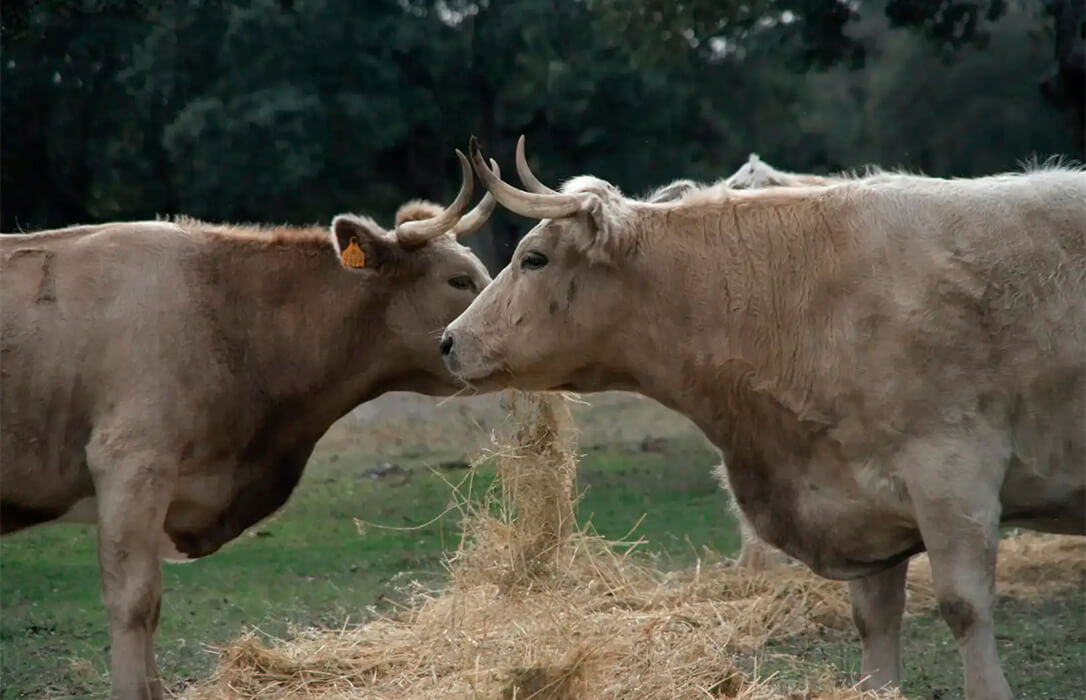 Crece el miedo a la expansión de la dermatosis por toda España porque se sigue «recibiendo de forma constante animales procedentes de Francia»