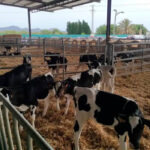 Galicia también decide apostar por la prudencia y extiende las medidas contra la dermatosis nodular hasta febrero