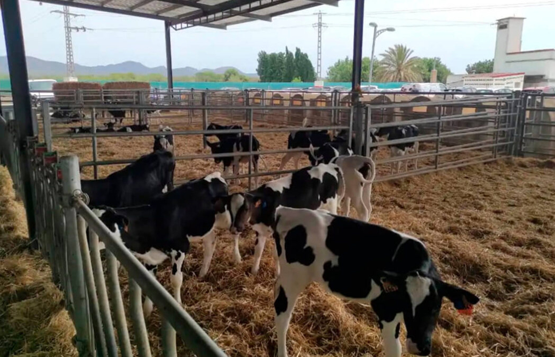 Galicia también decide apostar por la prudencia y extiende las medidas contra la dermatosis nodular hasta febrero