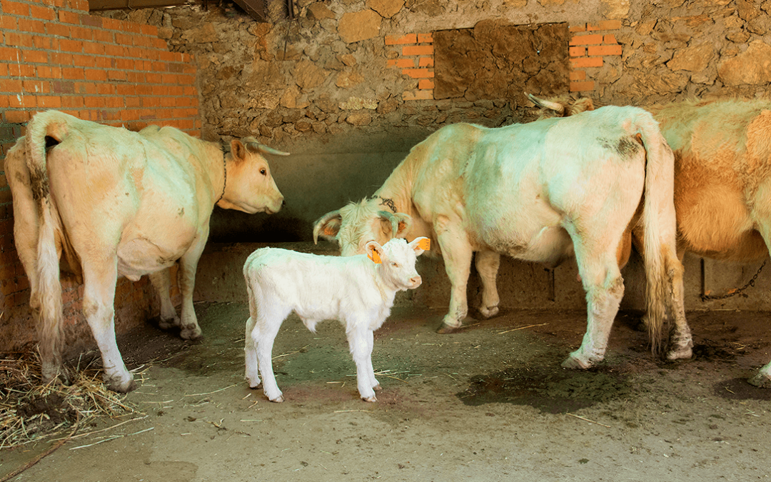 Exigen al Ministerio que «se ponga las pilas» y actúe frente a la dermatosis ante la posibilidad de rebajar el nivel sanitario de la enfermedad