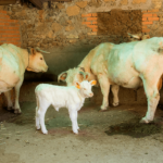 Exigen al Ministerio que «se ponga las pilas» y actúe frente a la dermatosis ante la posibilidad de rebajar el nivel sanitario de la enfermedad