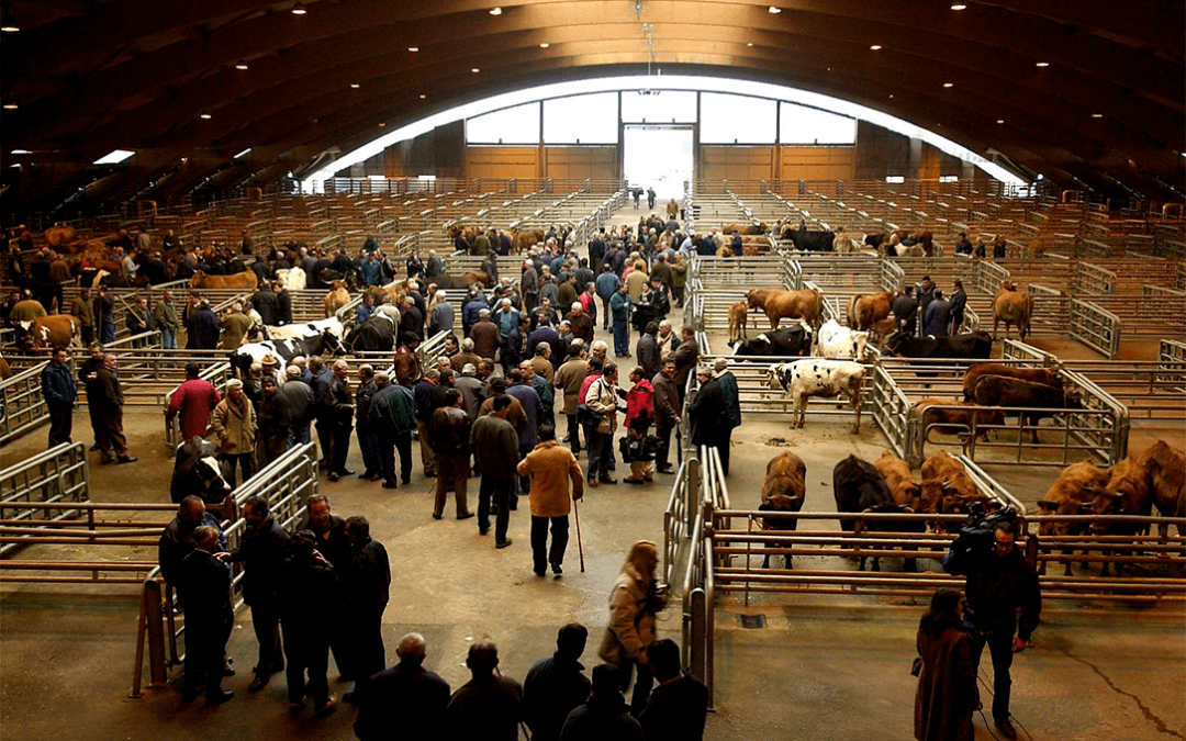 Asturias amplía las medidas de protección ante la dermatosis y prorroga hasta el 18 de enero la suspensión del mercado de ganado de Siero