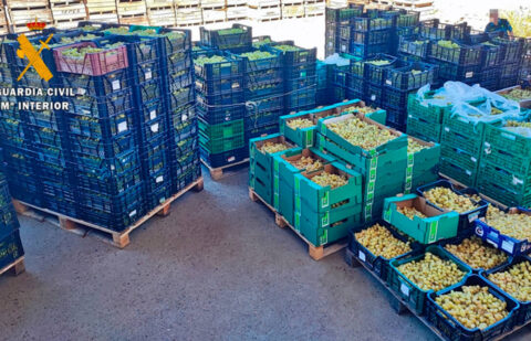 Cuatro detenidos y recuperadas casi 12 toneladas de aceitunas que habían sido robadas en el campo sevillano